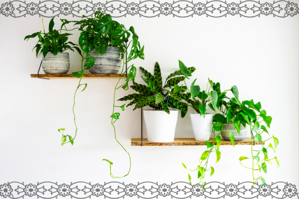 観葉植物